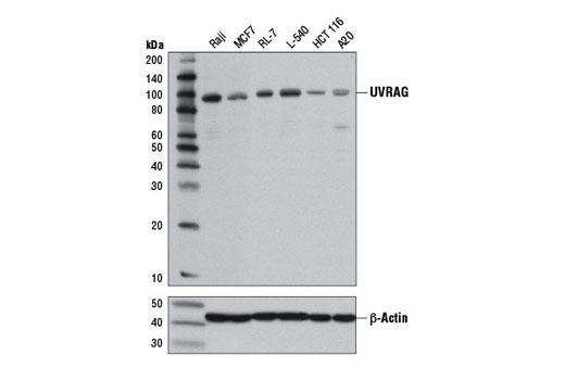 Western blot analysis of extracts from various cell lines using UVRAG (D2Q1Z) Rabbit mAb (upper) or β-Actin (D6A8) Rabbit mAb #8457 (lower). HCT 116 cells have been reported to contain a monoallelic frameshift mutation resulting in significantly reduced levels of endogenous UVRAG expression (11).