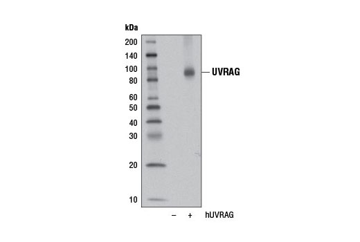 Western blot analysis of extracts from 293T cells, mock transfected (-) or transfected with a construct expressing human UVRAG (hUVRAG; +), using UVRAG (D2Q1Z) Rabbit mAb.