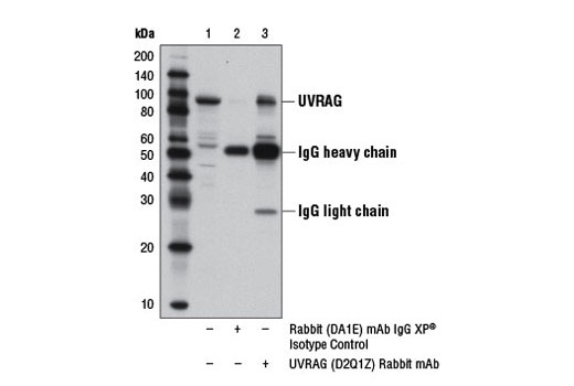 Immunoprecipitation of UVRAG from PANC-1 cell extracts using Rabbit (DA1E) mAb IgG XP ® Isotype Control #3900 (lane 2) or UVRAG (D2Q1Z) Rabbit mAb (lane 3). Lane 1 is 10% input. Western blot analysis was performed using UVRAG (D2Q1Z) Rabbit mAb.