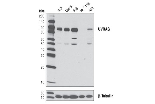 Western blot analysis of extracts from various cell lines using UVRAG Antibody (upper) or β-Tubulin (9F3) Rabbit mAb #2128 (lower). HCT 116 cells have been reported to contain a monoallelic frameshift mutation resulting in significantly reduced levels of endogenous UVRAG expression (Ref. 11).