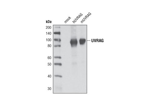 Western blot analysis of extracts from 293T cells, mock transfected or transfected with human or mouse UVRAG cDNA constructs, using UVRAG Antibody.