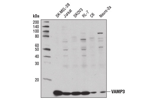 Western blot analysis of extracts from various cell lines using VAMP3 Antibody.