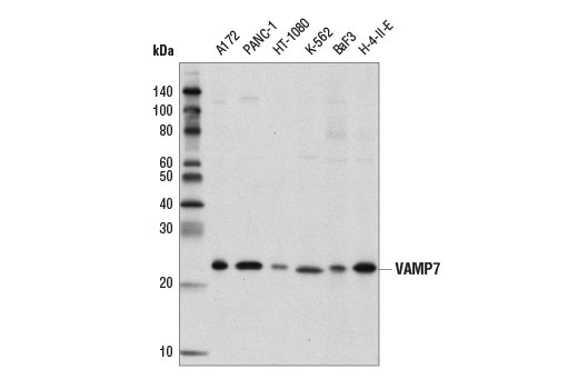Western blot analysis of extracts from various cell lines using VAMP7 (D4D5J) Rabbit mAb.
