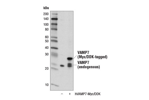 Western blot analysis of extracts from 293T cells, mock transfected (-) or transfected with a construct expressing Myc/DDK-tagged full-length human VAMP7 protein (hVAMP7-Myc/DDK; +), using VAMP7 (D4D5J) Rabbit mAb.