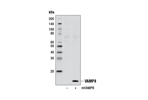 Western blot analysis of extracts from 293T cells, mock transfected (-) or transfected with a construct expressing full-length mouse VAMP8 (mVAMP8; +), using VAMP8 Antibody.