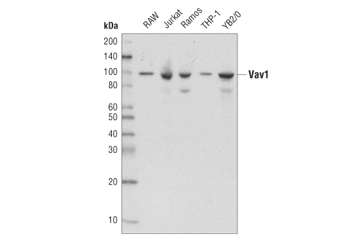 Western blot analysis of extracts from various cell lines using Vav1 Antibody.