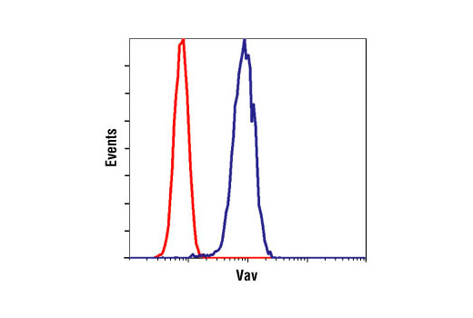 Flow cytometric analysis of untreated Jurkat cells using Vav1 antibody (blue) compared to a nonspecific negative control antibody (red).