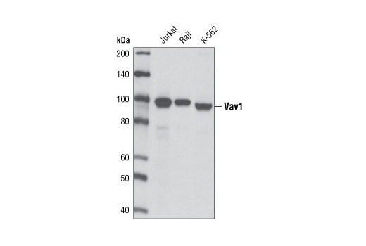Western blot analysis of extracts from Jurkat, Raji and K-562 cells using Vav1 (D45G3) Rabbit mAb.