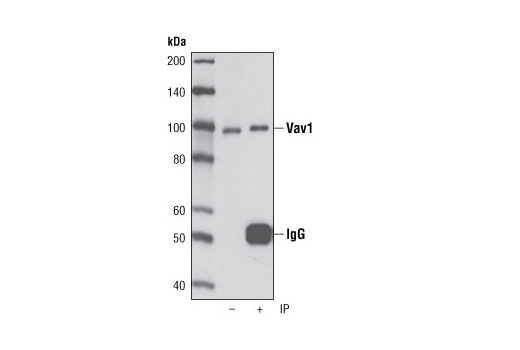 Immunoprecipitation of Vav1 from Jurkat cells using Vav1 (D45G3) Rabbit mAb. Western blot was performed using the same antibody.
