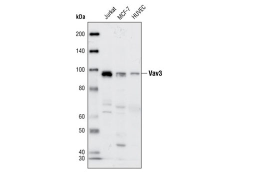 Western blot analysis of extracts from Jurkat, MCF-7 and HUVEC cells using Vav3 Antibody.