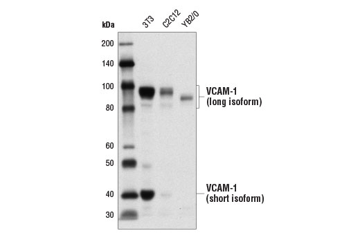 Western blot analysis of extracts from 3T3, C2C12, and YB2/0 cells using VCAM-1 Antibody (Rodent Specific).