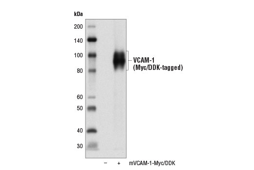 Western blot analysis of extracts from 293T cells, mock transfected (-) or transfected with a construct expressing Myc/DDK-tagged full-length mouse VCAM-1 protein (mVCAM-1-Myc/DDK; +), using VCAM-1 Antibody (Rodent Specific).