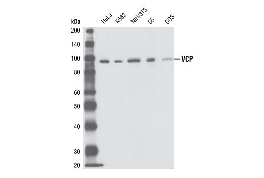 Western blot analysis of extracts from HeLa, K562, NIH/3T3, C6 and COS cells, using VCP Antibody.