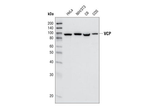 Western blot analysis of extracts from HeLa, NIH/3T3, C6 and COS cells, using VCP (7F3) Rabbit mAb.