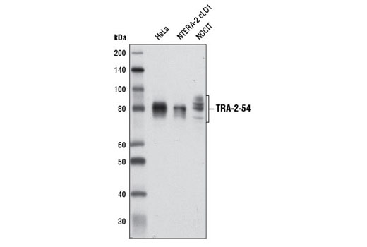 Western blot analysis of extracts from various cell lines using TRA-2-54 (2J) Mouse mAb.