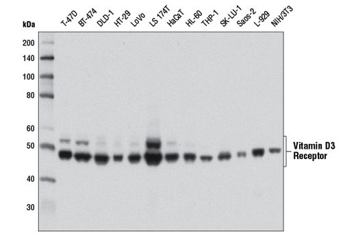 Western blot analysis of extracts from various cell lines using Vitamin D3 Receptor (D2K6W) Rabbit mAb.