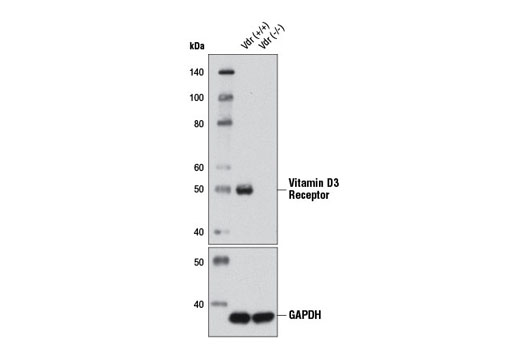 Western blot analysis of kidney tissue extracts from Vdr (+/+) and Vdr (-/-) mice using Vitamin D3 Receptor (D2K6W) Rabbit mAb (upper) and GAPDH (D16H11) XP ® Rabbit mAb #5174 (lower). (Vdr (+/+) and Vdr (-/-) kidneys were kindly provided by Dr. Marie Demay, Massachusetts General Hospital).