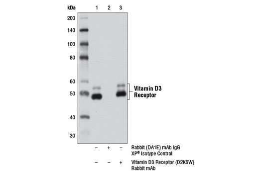 Immunoprecipitation of vitamin D3 receptor from T-47D cell extracts, using Rabbit (DA1E) mAb IgG XP ® Isotype Control #3900 (lane 2) or Vitamin D3 Receptor (D2K6W) Rabbit mAb (lane 3). Lane 1 is 10% input. Western blot analysis was performed using Vitamin D3 Receptor (D2K6W) Rabbit mAb.