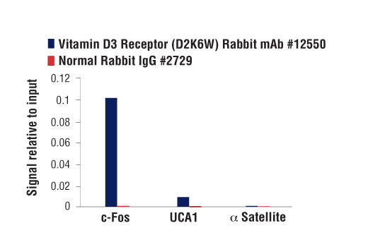 Chromatin immunoprecipitations were performed with cross-linked chromatin from 4 x 10 6 LS180 cells treated with calcitriol (10nM, 3 hours) and either 10 μl of Vitamin D3 Receptor (D2K6W) Rabbit mAb or 2 μl of Normal Rabbit IgG #2729 using SimpleChIP ® Enzymatic Chromatin IP Kit (Magnetic Beads) #9003. The enriched DNA was quantified by real-time PCR using SimpleChIP ® Human c-Fos Upstream Primers #25661, human UCA1 promoter primers, and SimpleChIP ® Human α Satellite Repeat Primers #4486. The amount of immunoprecipitated DNA in each sample is represented as signal relative to the total amount of input chromatin, which is equivalent to one.
