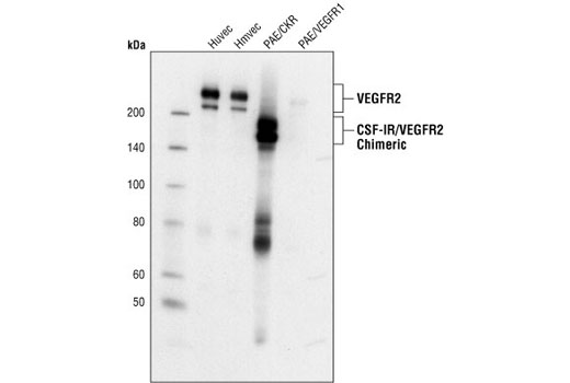 Western blot analysis of extracts from various cell lines and primary cell cultures, using VEGF Receptor 2 (55B11) Rabbit mAb. PAE/CKR cells overexpress chimeric receptors containing human CSF-1 extracellular binding domain/mouse VEGF receptor 2 intracellular domains (Rahimi, N. et al. [2000] J. Biol. Chem. 275, 16986-16992). PAE/VEGFR1 cells overexpress human VEGF receptor 1.