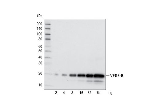 Western blot analysis of recombinant human VEGF-B proteins at various concentrations, using VEGF-B Antibody.