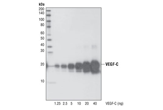 Western blot analysis of recombinant human VEGF-C protein at various concentrations, using VEGF-C Antibody.