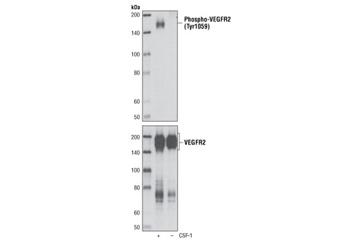 Western blot analysis of PAE/CKR cells, untreated or stimulated with CSF-1, using Phospho-VEGF Receptor 2 (Tyr1059) (D5A6) Rabbit mAb (upper) and VEGF Receptor 2 (55B11) Rabbit mAb #2479 (lower). PAE/CKR cells express a chimeric receptor made up of human CSF-1 receptor extracellular domain and mouse VEGF receptor 2 transmembrane and intracellular domains.