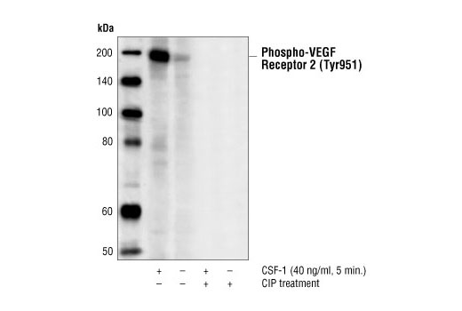 Western blot analysis of extracts from CKR/PAE cells expressing chimeric receptors containing human CSF-1 receptor extracellular binding domain/mouse VEGF receptor 2 intracellular domian (Rahimi, N. et al. (2000) J. Biol. Chem. 275, 16986-16992), using Phospho-VEGF Receptor 2 (Tyr951) (7H11) Mouse mAb.