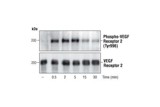 Western blot analysis of extracts from CKR/PAE cells expressing chimeric receptors containing human CSF-1 extracellular binding domain/mouse VEGF receptor 2 intracellular domains (Rahimi, N. et al. (2000) J. Biol. Chem. 275, 16986-16992), using Phospho-VEGF Receptor 2 (Tyr996) Antibody (upper) or VEGF receptor 2 antibody (lower).