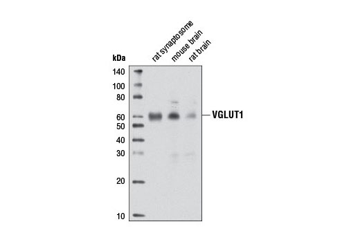 Western blot analysis of extracts from rat synaptosome, mouse brain, and rat brain tissue using VGLUT1 Antibody.