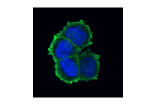 Confocal immunofluorescent analysis of HT29 cells using Villin-1 (R814) Antibody (green). Blue pseudocolor = DRAQ5™ (fluorescent DNA dye).