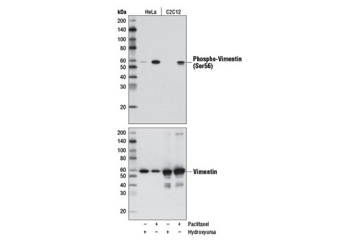 Western blot analysis of extracts from HeLa and C2C12 cells, hydroxyurea-treated (4 mM, G1/S arrested) or treated with Paclitaxel #9807 (100 nM, G2/M arrested) for 20 hr, using Phospho-Vimentin (Ser56) (D5H2) Rabbit mAb (upper) and Vimentin (D21H3) XP ® Rabbit mAb #5741 (lower).