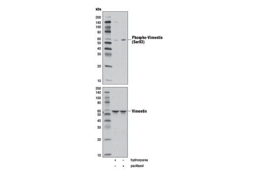 Western blot analysis of extracts from HeLa cells, untreated (-), or treated with either hydroxyurea (4 mM, G1/S arrested; +), or Paclitaxel #9807 (100 nM, G2/M arrested; +) for 20 hr, using Phospho-Vimentin (Ser83) (D5A2D) Rabbit mAb (upper) and Vimentin (D21H3) XP ® Rabbit mAb #5741 (lower).