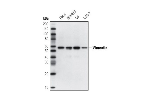 Western blot analysis of extracts from various cell lines using Vimentin (D21H3) XP ® Rabbit mAb.