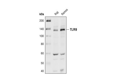 Western blot analysis of extracts from Raji and Ramos cells using Toll-like Receptor 9 Antibody.