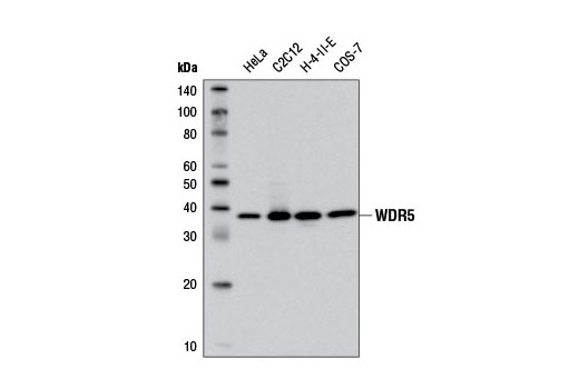 Western blot analysis of extracts from various cell lines using WDR5 (D9E1I) Rabbit mAb.