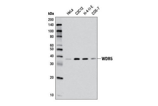 Western blot analysis of extracts from various cell lines using WDR5 (D3X5B) Rabbit mAb.