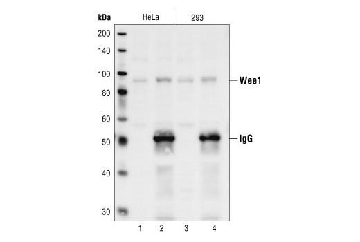 Western blot analysis, using Wee1 Antibody, of extracts from HeLa and 293 cells (lanes 1 and 3) and of protein immunoprecipitated with Wee1 Antibody from the same lysates (lanes 2 and 4).