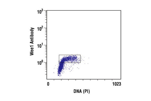 Flow cytometric analysis of untreated Jurkat cells, using Wee1 Antibody versus propidium iodide (DNA content). The boxed population indicates Wee1-positive cells.