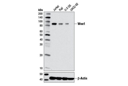 Western blot analysis of extracts from various cell lines using Wee1 (D10D2) Rabbit mAb (upper) and β-Actin (D6A8) Rabbit mAb #8457 (lower).