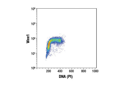 Flow cytometric analysis of Jurkat cells using Wee1 (D10D2) Rabbit mAb and Propidium Iodide (PI)/RNase Staining Solution #4087 to measure DNA content. Anti-rabbit IgG (H+L), F(ab') 2 Fragment (Alexa Fluor ® 488 Conjugate) #4412 was used as a secondary antibody.