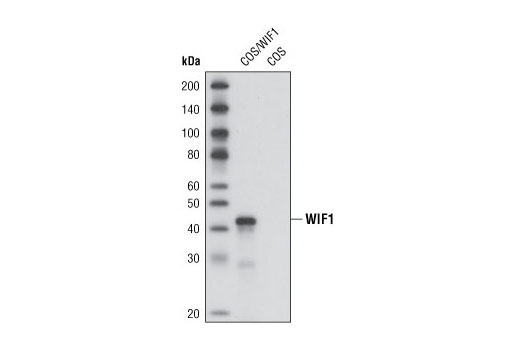 Western blot analysis of extracts from COS cells, mock transfected or transfected with a mouse WIF1 construct, using WIF1 Antibody.
