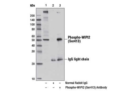 Immunoprecipitation of phospho-WIPI2 (Ser413) from KARPAS-299 cells treated with TPA #4174 (200 nM, 30 min) using Normal Rabbit IgG #2729 (lane 2) or Phospho-WIPI2 (Ser413) Antibody (lane 3). Lane 1 represents 10% input. Western blot was perform using Phospho-WIPI2 (Ser413) Antibody. Mouse Anti-rabbit IgG (Light-Chain Specific) (L57A3) mAb #3677 was used as a secondary antibody.