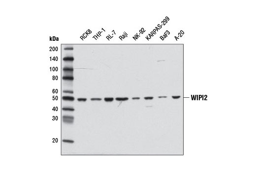 Western blot analysis of extracts from various cell lines using WIPI2 Antibody.