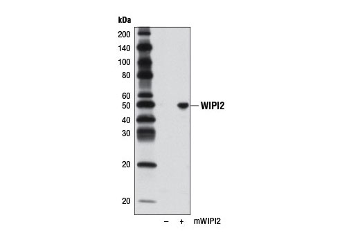 Western blot analysis of extracts from 293T cells, mock transfected (-) or transfected with a construct expressing full length mouse WIPI2 (mWIPI2; +), using WIPI2 Antibody.
