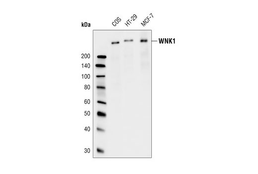 Western blot analysis of extracts from COS, HT-29, and MCF-7 cells, using WNK1 Antibody.
