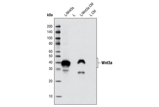 Western blot analysis of total cell lysates and conditioned medium from L cells overexpressing mouse Wnt3a, compared with parental L cells, using Wnt3a (C64F2) Rabbit mAb.