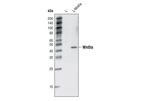 Western blot analysis of total cell extracts from L cells overexpressing mouse Wnt5a cells compared to parental L cells, using Wnt5a Antibody.