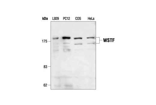 Western blot analysis of lysates from various cell types using WSTF Antibody.