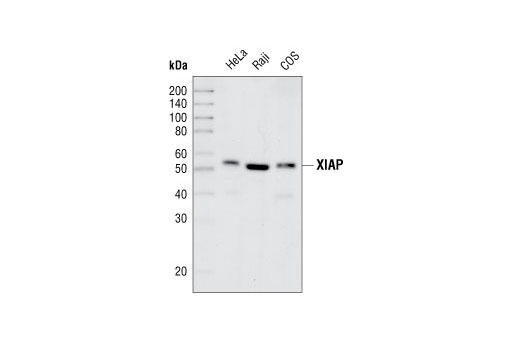 Western blot analysis of extracts from HeLa, Raji and COS cell lines, using XIAP (3B6) Rabbit mAb.